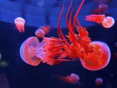 -欢乐海岸海洋奇梦馆