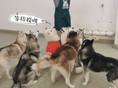 -星多哈·狗咖·拼豆·咖啡