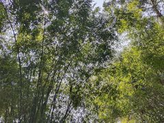 -都江堰玫瑰花溪谷