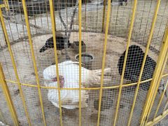 -宁波九龙湖开元度假村
