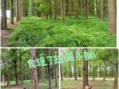 -黄海国家森林公园