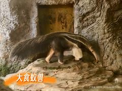 -深圳野生动物园