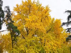 -四川大学(望江校区)