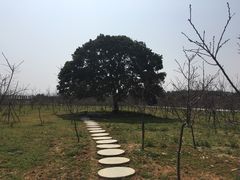 -天适樱花悠乐园