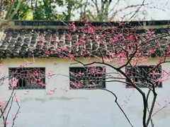 -秋霞圃