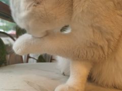 -平行世界·猫咖(首经贸店)