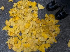 -苏家巷36号公馆