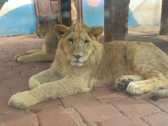 -大连森林动物园