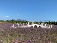 -北京东方普罗旺斯薰衣草庄园