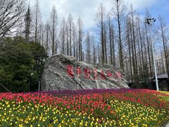 -东平国家森林公园