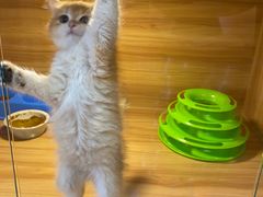 -猫十亿·布偶金渐层·曼基康矮脚猫舍(青年路店)