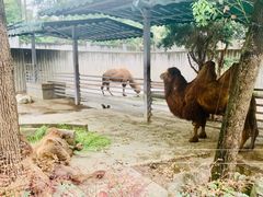 -成都动物园