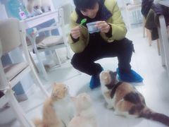-喵的天空名猫咖啡馆·撸猫·猫舍·用品