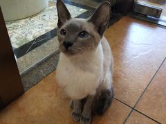 -more than meow吴止猫主题餐厅(承德 中船汇店)