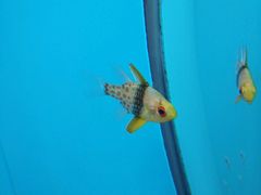 -北戴河圣蓝海洋公园