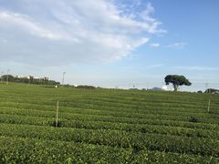 -雪绿茶博物馆