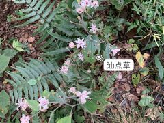 -九曜山