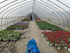 -龙大花卉苗木市场