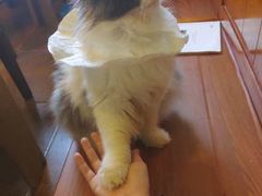 -李小姐の猫咖啡馆(五角场店)