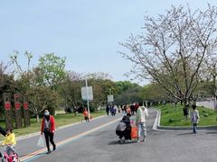 -羊山湖公园