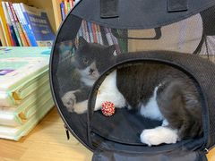 -猫音日语留学培训