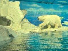 -海合安天津极地海洋公园