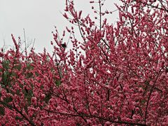 -龙头寺公园