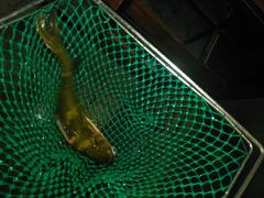 -荣德灶台鱼(圣泉寺店)