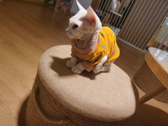 -猫腻·猫咖·撸猫馆(星光大道店)