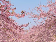 -上海辰山植物园