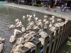 -广州长隆飞鸟乐园