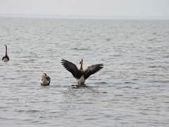-鄱阳湖国家湿地公园