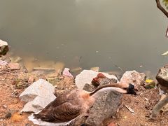 -溪悦渔庄(九龙湖店)