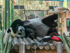 -栾川竹海野生动物园