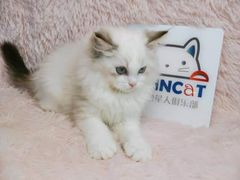 -十年猫舍·猫咪专门店(普陀店)