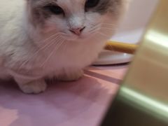 -爪爪喵星球·猫舍(前海卓越店)