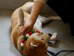 -Again Coffee Roaster(香蜜湖店)