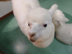 -藦茜花园宠物主题亲子互动体验馆(国顺东路店)