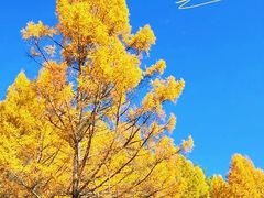 -莫尔道嘎国家森林公园