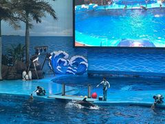 -海合安成都极地海洋公园