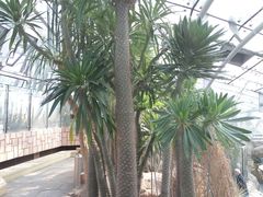 -北京植物园-展览温室