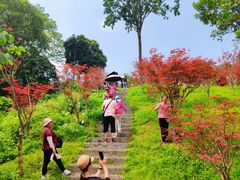 -广州市帽峰山景区