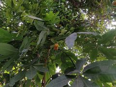 -呀路古热带植物园
