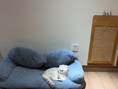 -有猫主题·治愈系猫咖(曾厝垵店)