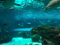 -瑞普利水族馆