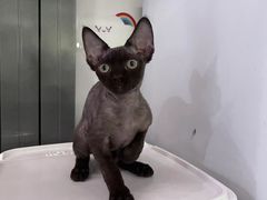 -猫大福·Fortune Cat猫舍(百子湾店)