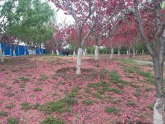 -永定河休闲森林公园