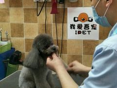 -我爱吾宠宠物美容院(朝阳路店)