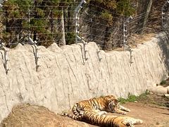 -西霞口神雕山野生动物世界