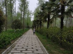 -合肥滨湖国家森林公园